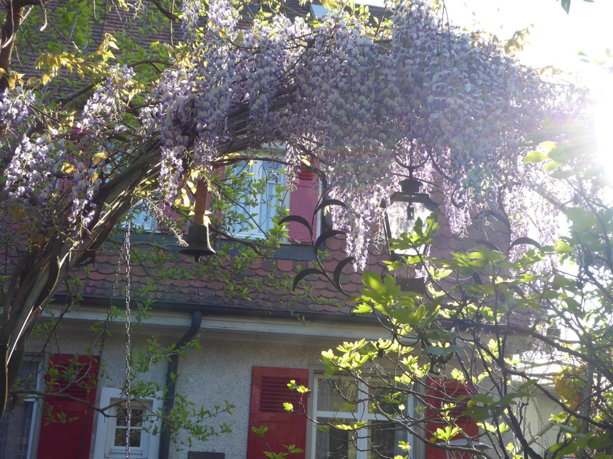 Pension Zur Rose Weil am Rhein Esterno foto